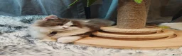 British Longhair cats for sale: Cinnamon bi colour, blue golden  - Advert 12