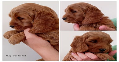 Cockapoo dogs - Advert 7