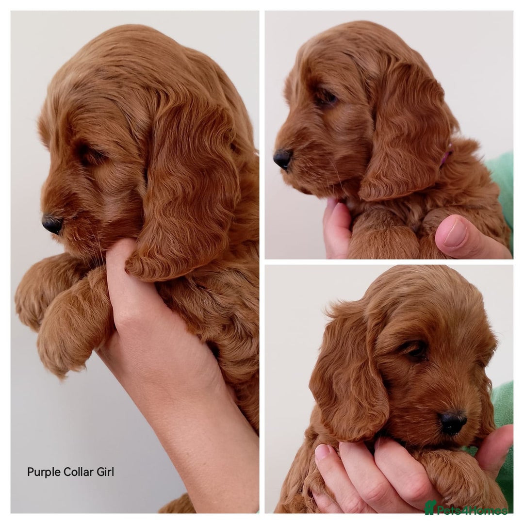 Cockapoo dogs for sale: Stunning F1 Red Miniature - Health Tested Parents - Image 4