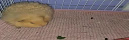 Guinea Pig rodents for sale: Cream Swiss Boar  - Advert 2