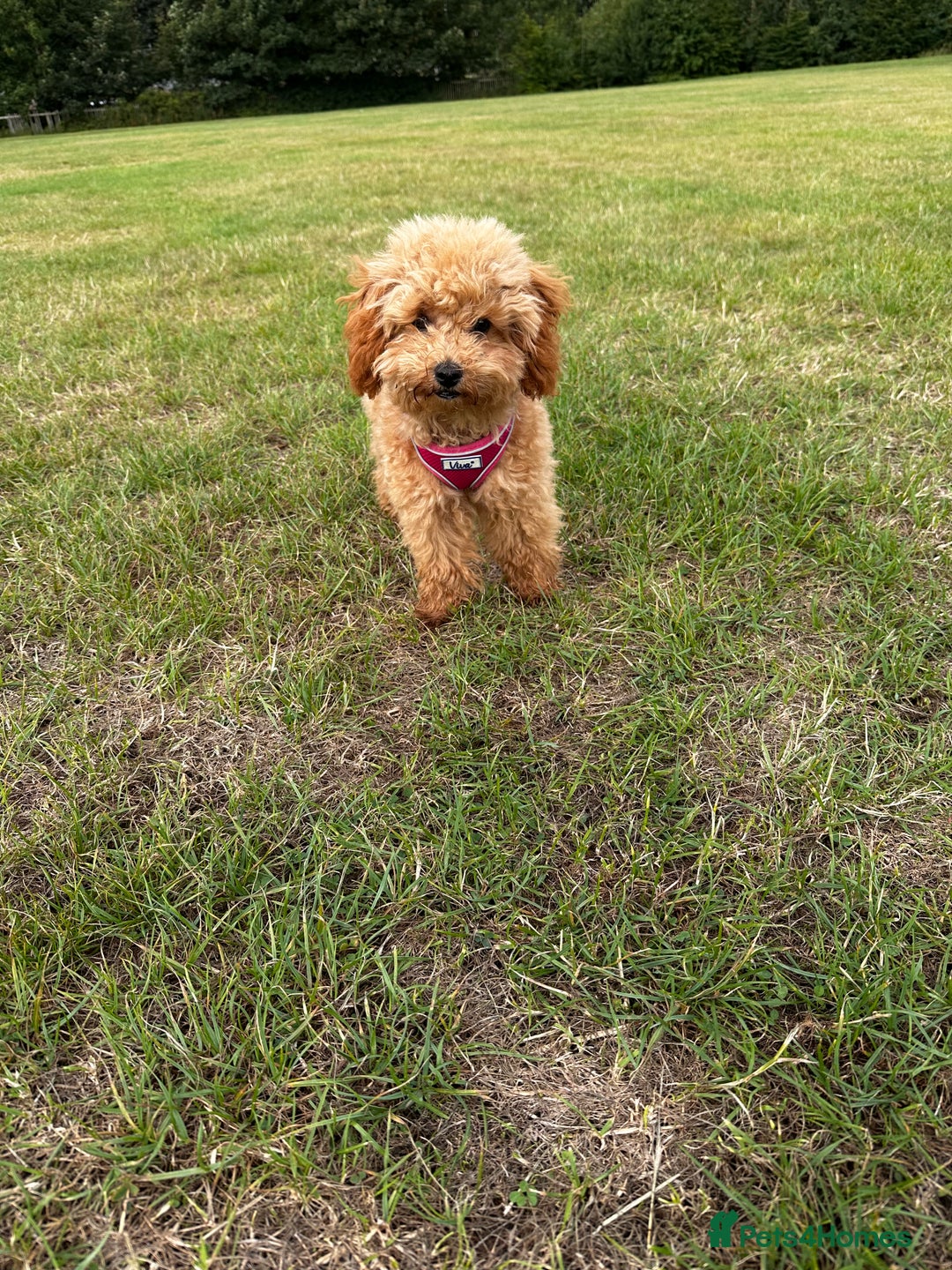 Toy Poodle dogs for sale: 6 Month old KC registered Toy Poodle Red  - Advert 5