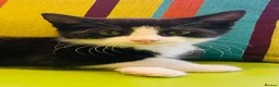 Mixed Breed cats for sale: Wonderful, clever, healthy Kittens for sale - Advert 29