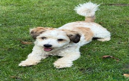 Mixed Breed dogs for adoption: Felipe  - Image 5