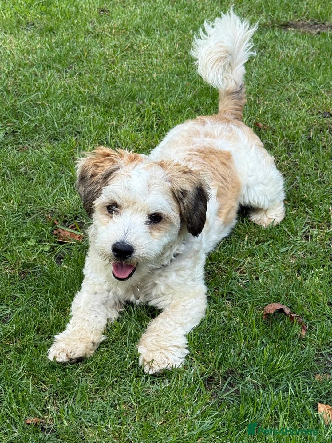 Mixed Breed dogs for adoption: Felipe  - Image 5