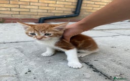 Mixed Breed cats for sale: loved and cared for kittens looking for new home🥹 - Image 23