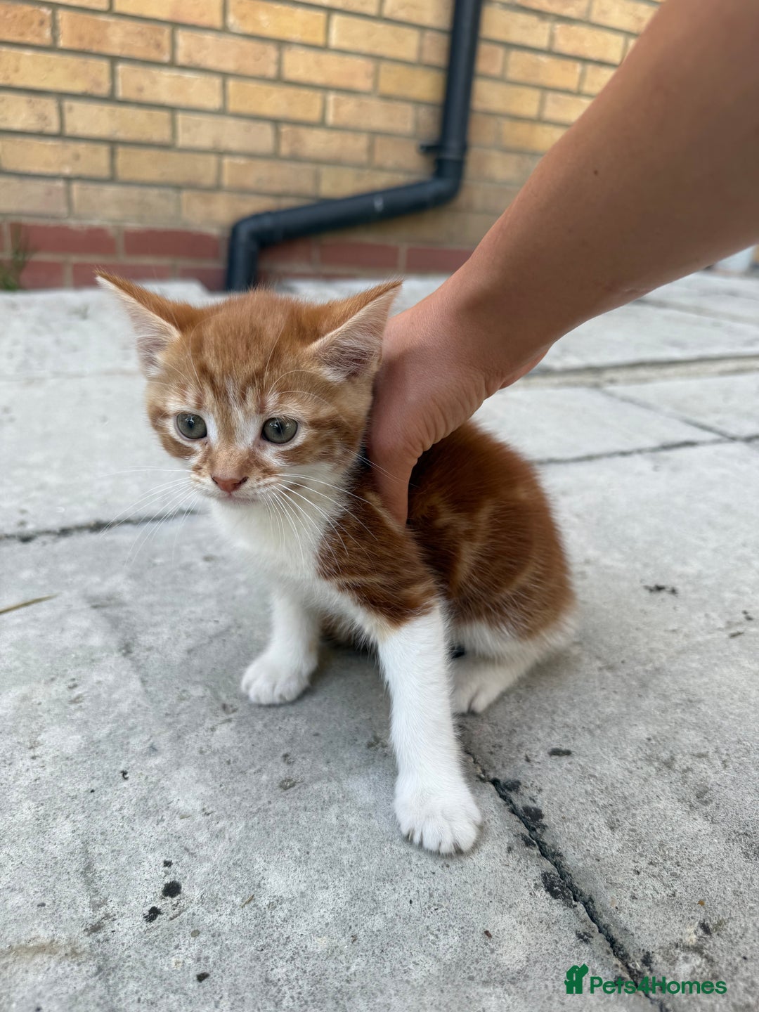 Mixed Breed cats for sale: loved and cared for kittens looking for new home🥹 - Image 23
