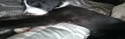 Border Collie dogs for sale: Boreder collie  in Hull - Advert 7