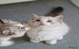 Ragdoll cats for sale: TICA seal lynx bicolour ragdoll kitten  - Image 3