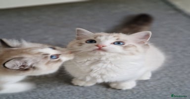 Ragdoll cats - Advert 16