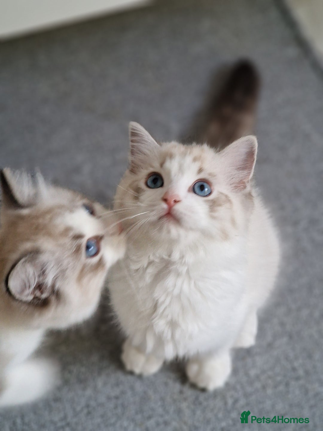 Ragdoll cats for sale: TICA seal lynx bicolour ragdoll kitten  - Image 3
