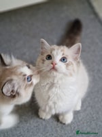Ragdoll cats - Advert 16