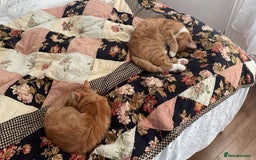 British Longhair cats for sale: Adorable kitten searching for new staff (owners) - Advert 3