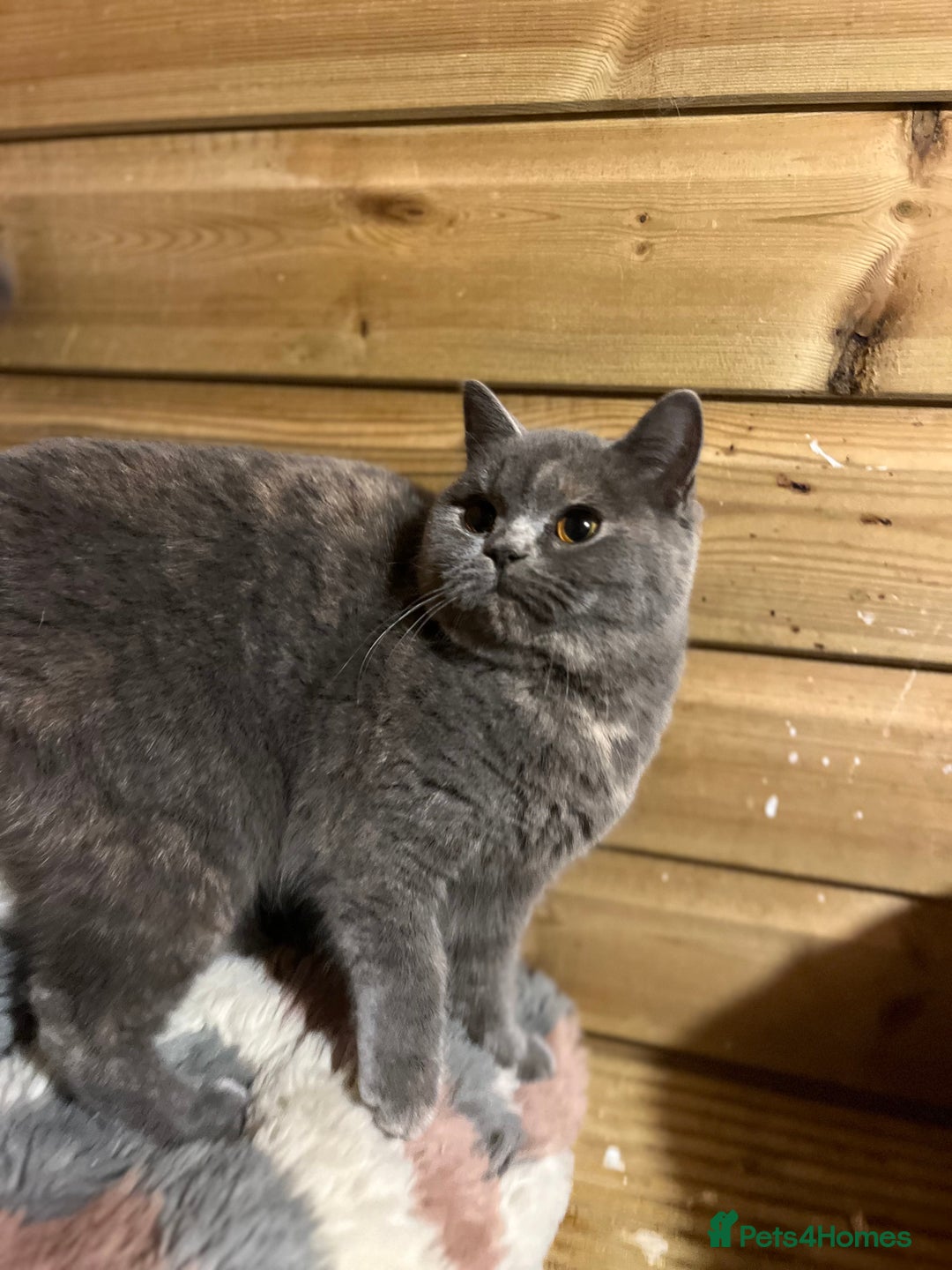 British Shorthair cats for sale: Gccf female British Shorthair - Advert 3