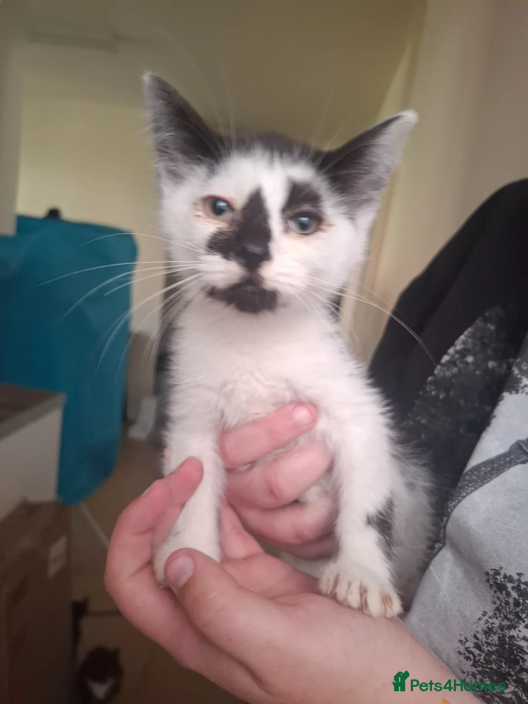British Shorthair cats for sale: 12 well old kittens - Advert 2