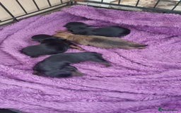 Yorkshire Terrier dogs for sale: Yorkshire terrier  - Image 5