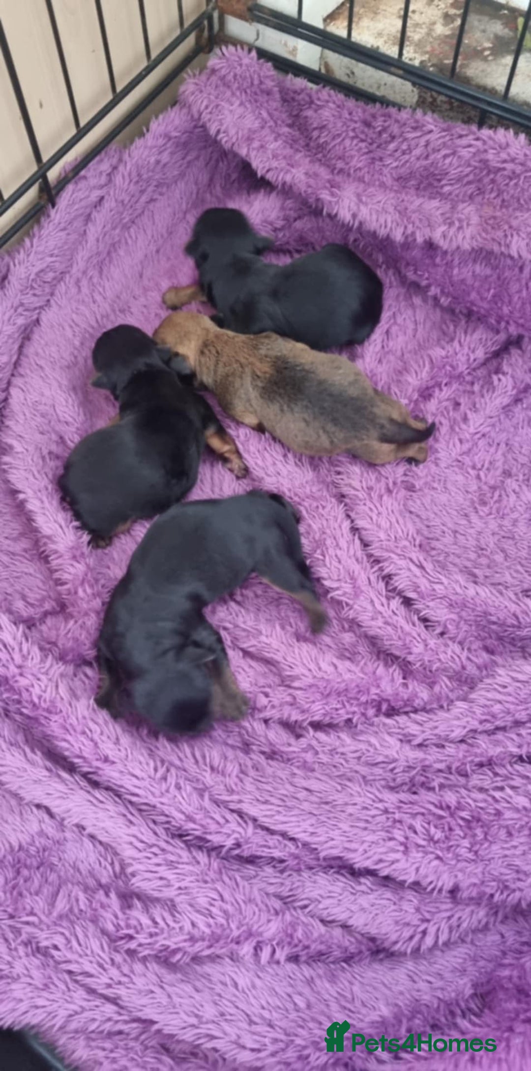Yorkshire Terrier dogs for sale: Yorkshire terrier  - Image 5