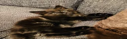 Maine Coon cats for sale: Maine coon kitten - Advert 8