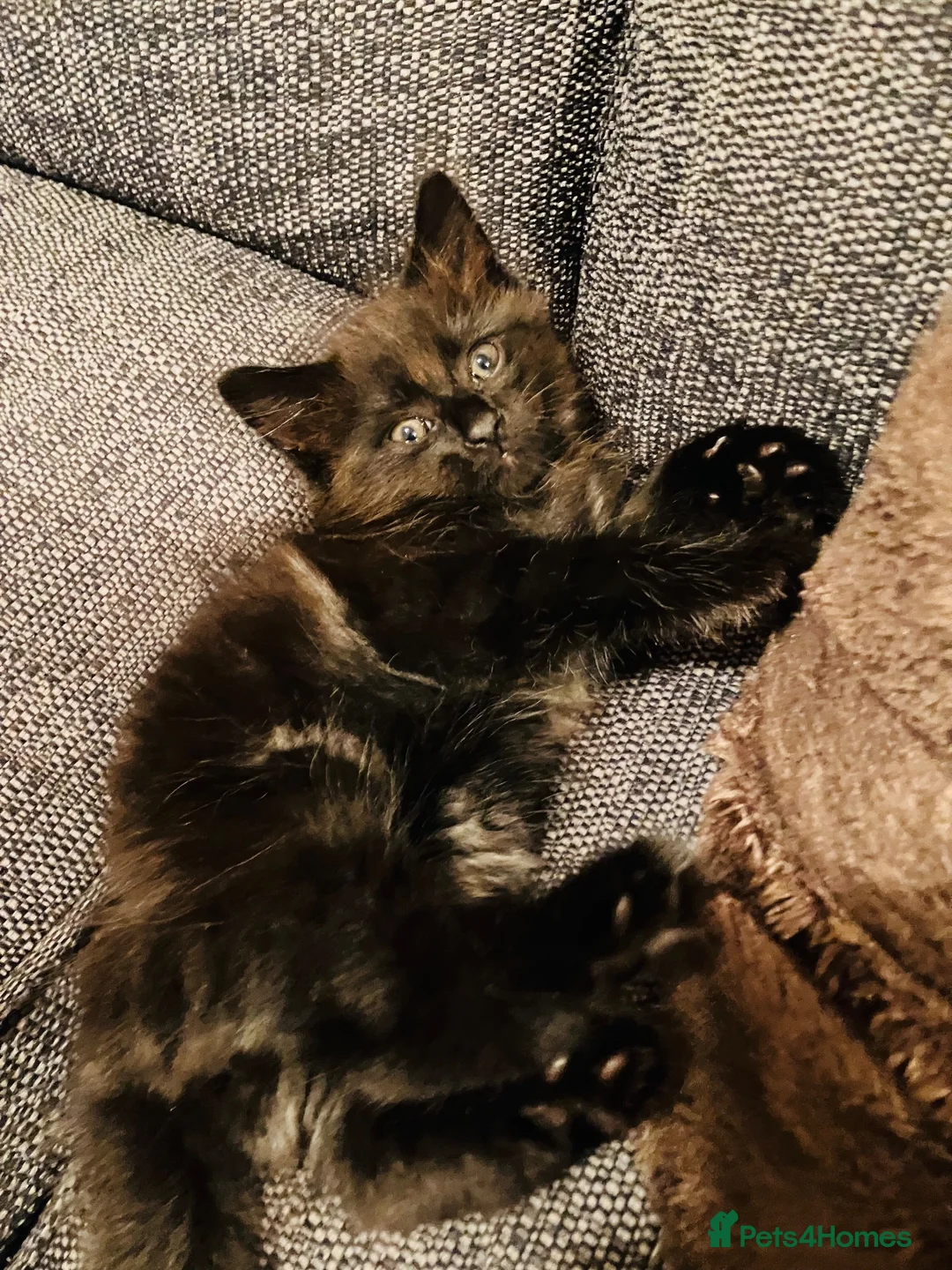Maine Coon cats for sale: Maine coon kitten - Advert 8