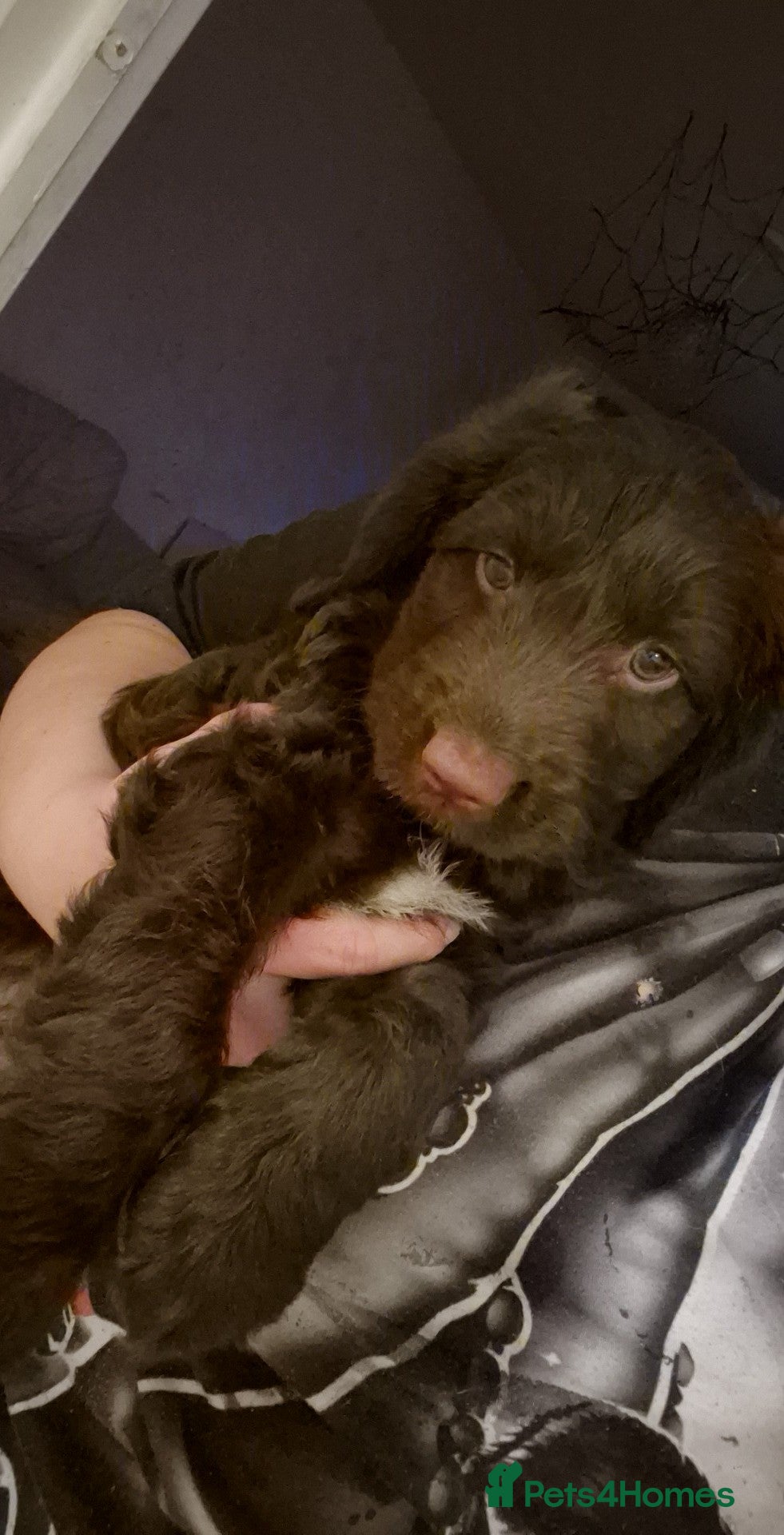 Mixed Breed dogs One little girl left 😍 ready to leave - Advert 8