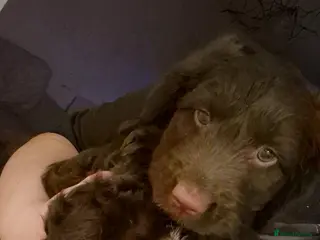 Mixed Breed dogs One little girl left 😍 ready to leave - Advert 8