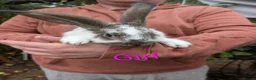 Continental Giant rabbits for sale: Continental Giant babies  - Advert 4
