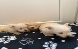 West Highland Terrier dogs for sale: DNA health tested Westie-poos  - Image 32