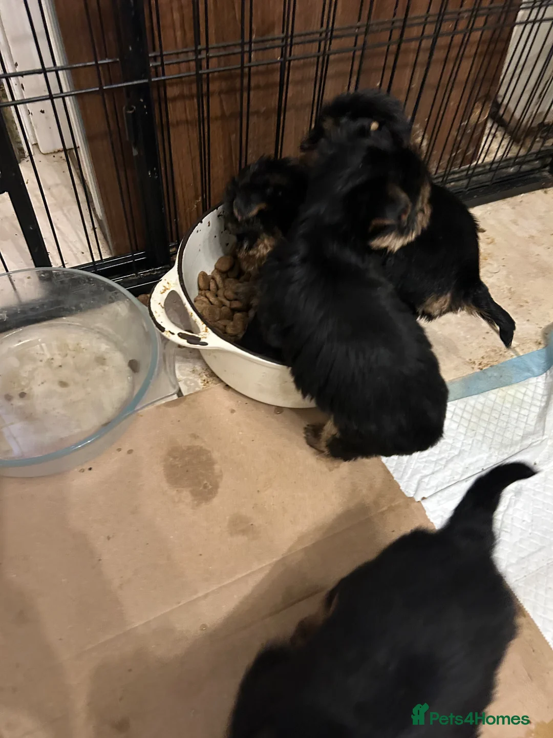 Yorkshire Terrier dogs for sale: Pedigree Yorkshire terrier pups  - Advert 10