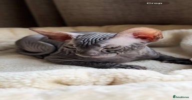 Sphynx cats - Advert 1