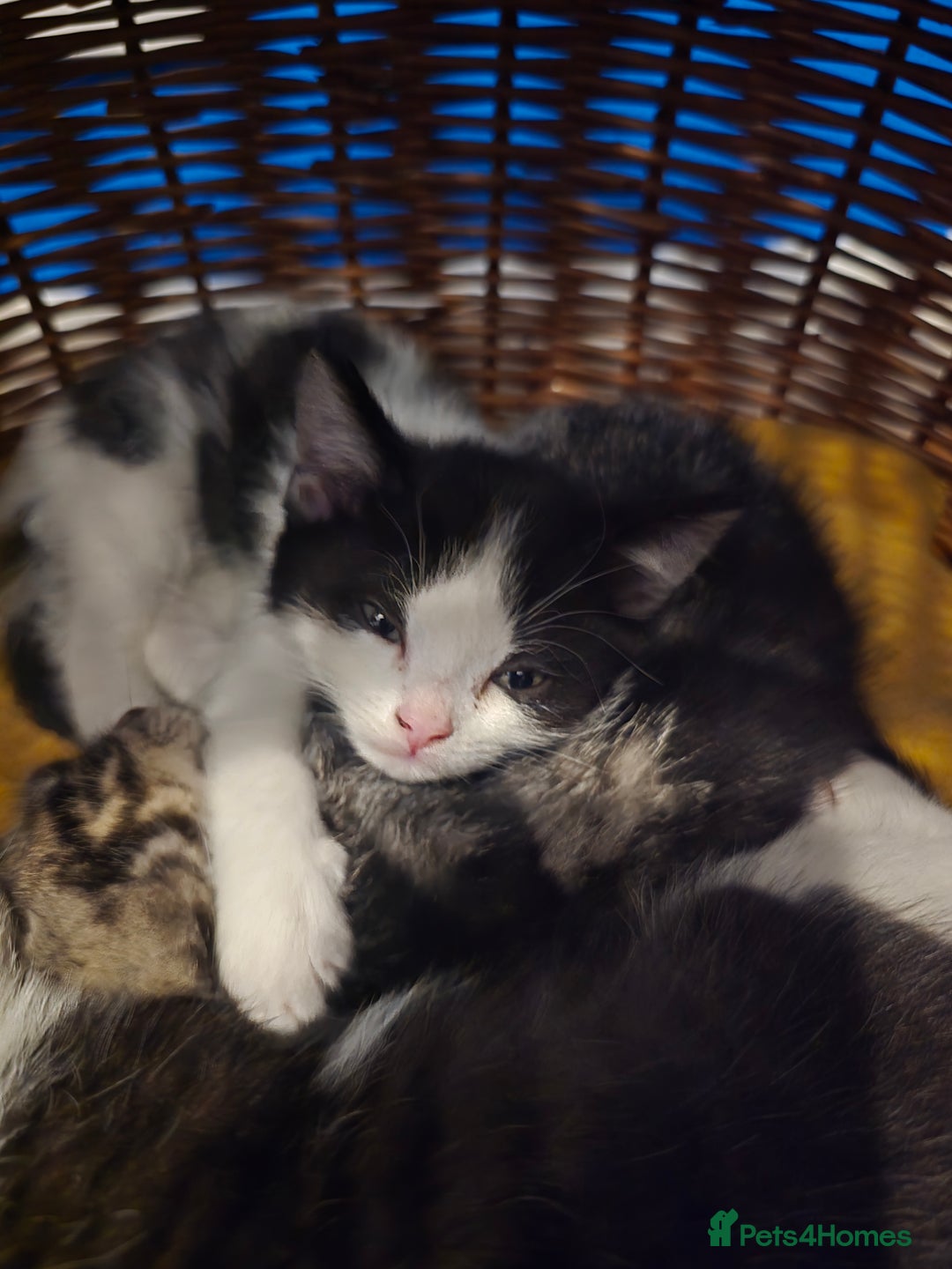 Mixed Breed cats for sale: Kittens - Image 19