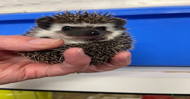 Pygmy Hedgehog rodents - Advert 16