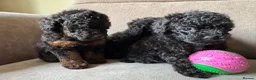 Toy Poodle dogs for sale: Toy Poodle - Advert 4
