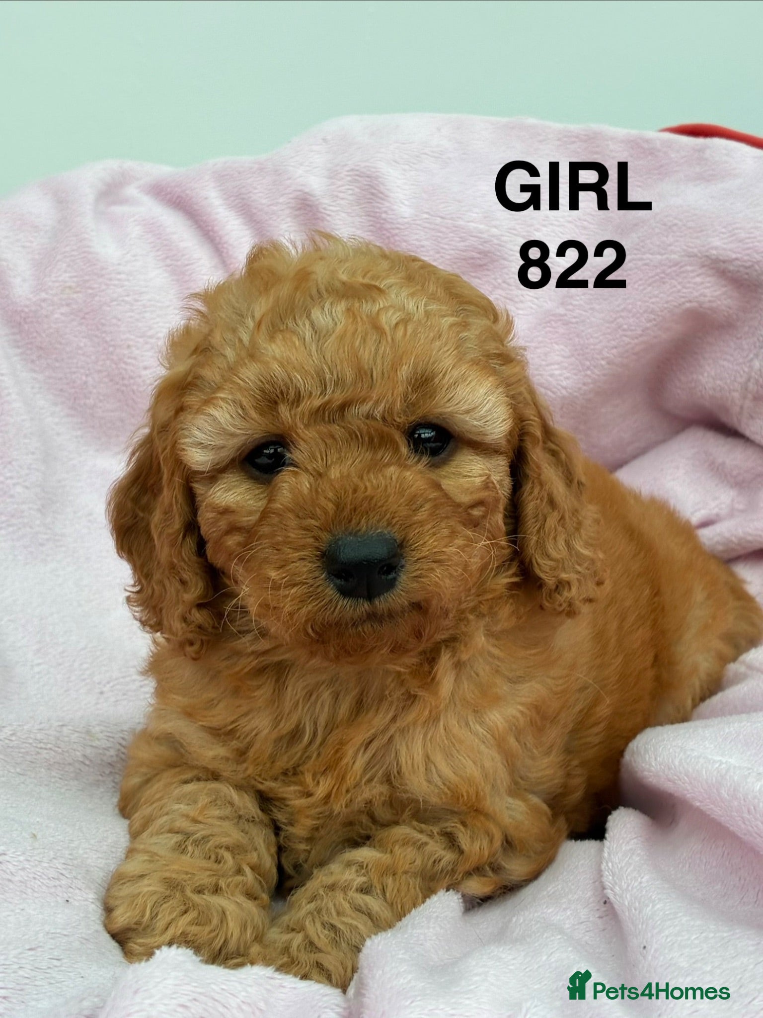 Cockapoo dogs F1b Cockapoo Puppies Available  - Advert 2