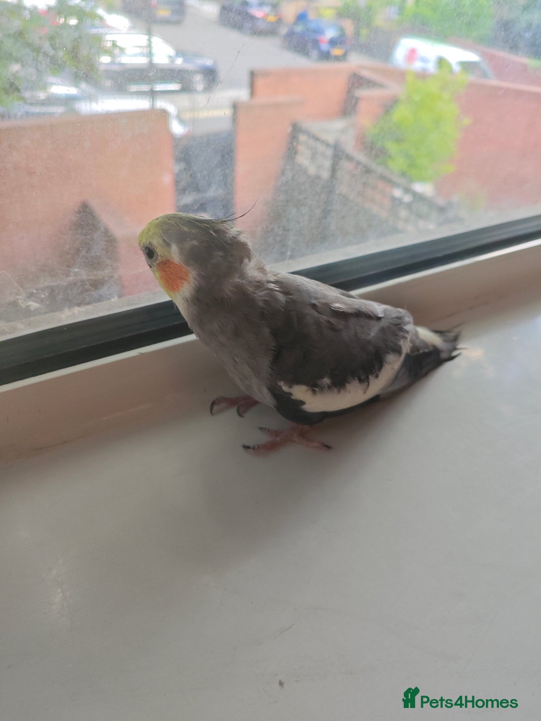 Cockatiels birds for sale: Selling 2 amazing cockatiels  - Image 17