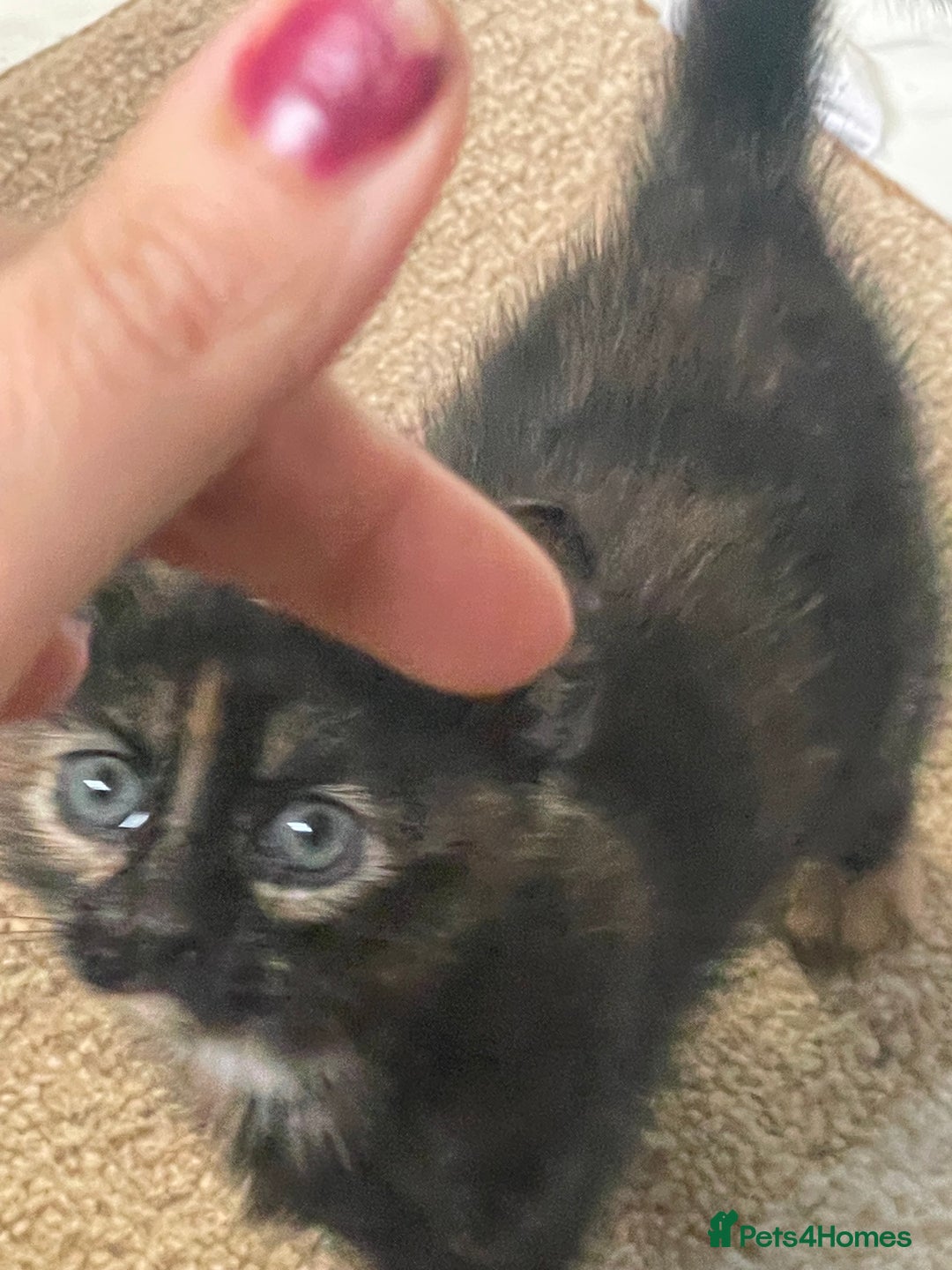 Mixed Breed cats for sale: 4 Beautiful & playful kittens - Advert 5