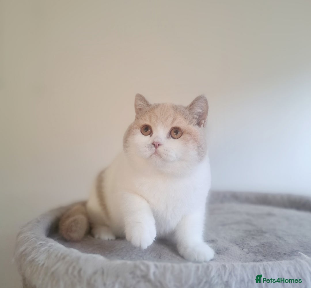 British Shorthair cats for sale: British Shorthair Fawn Tortie & White Female - Advert 24