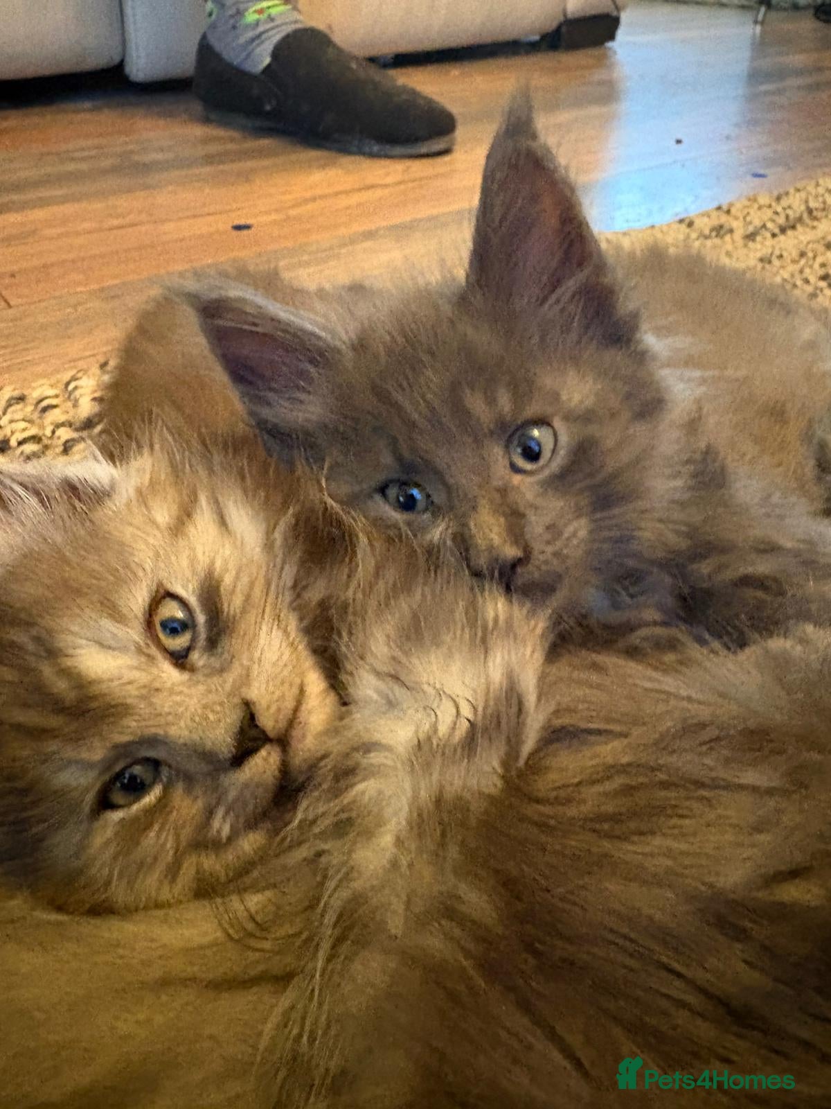 Maine Coon cats GCCF registered Blue  Maine coon litter  - Advert 16