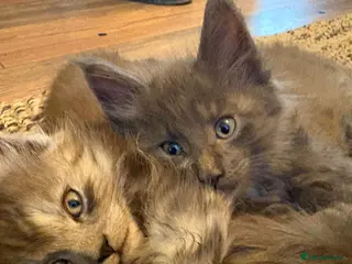Maine Coon cats GCCF registered Blue Maine coon litter - Advert 16