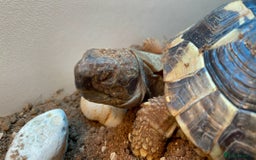 Hermann Tortoise reptiles for sale: Herman tortoise + entire setup - Image 7