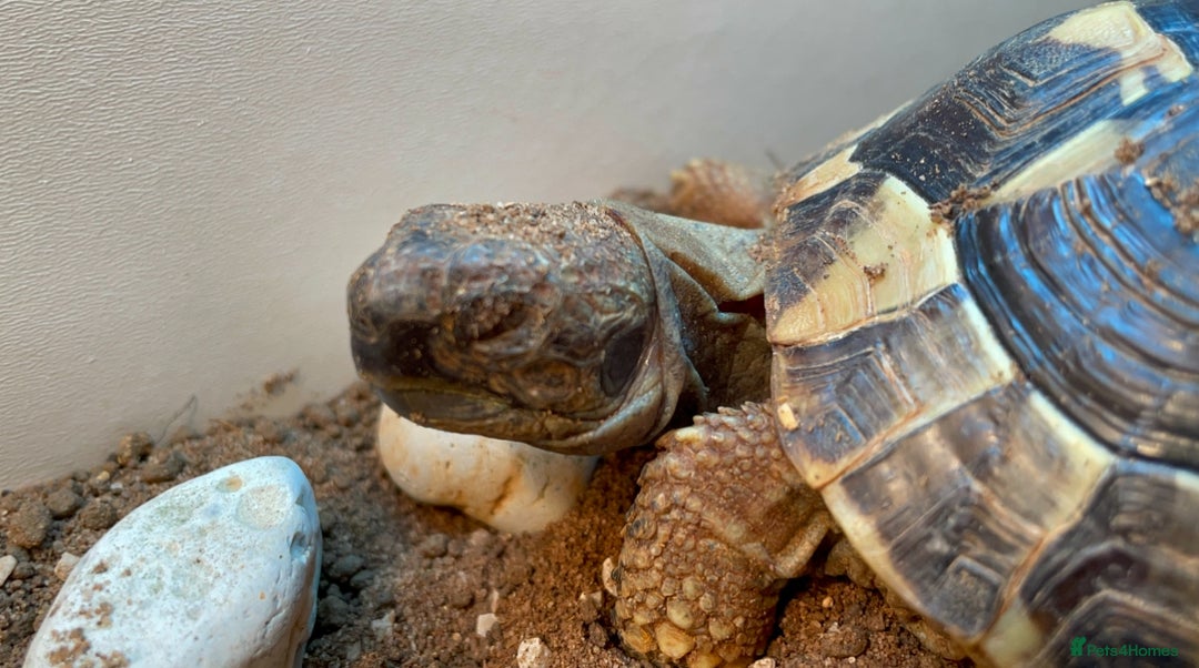 Hermann Tortoise reptiles for sale: Herman tortoise + entire setup - Image 7