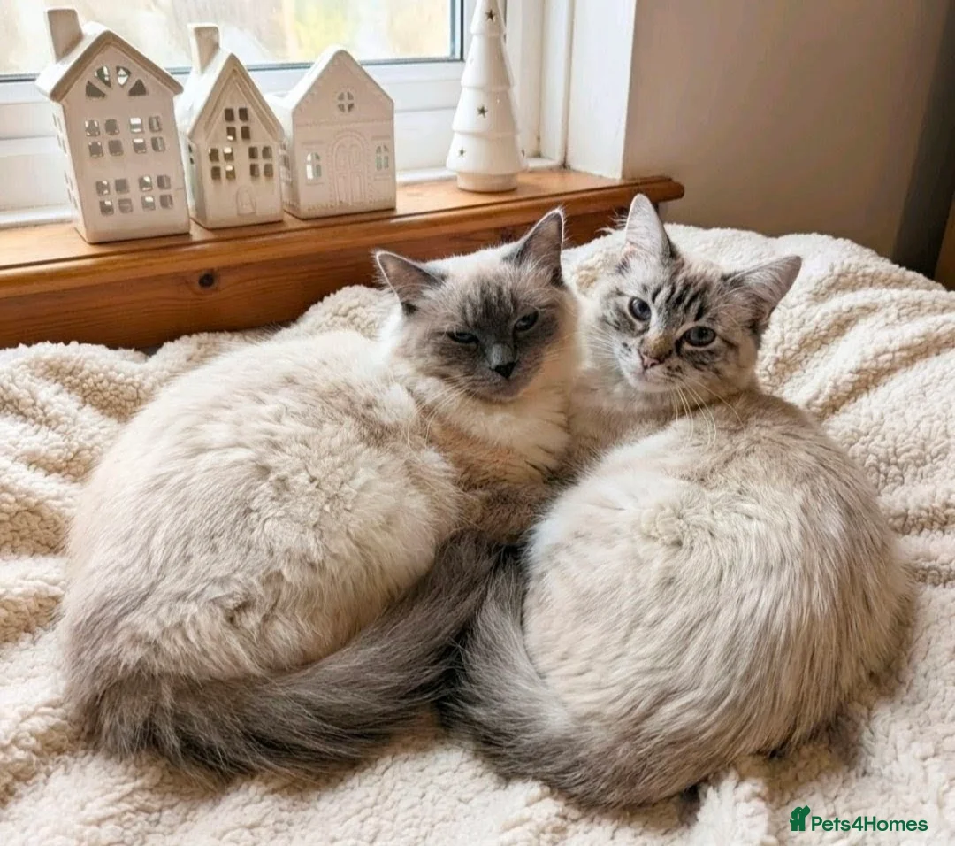 Ragdoll cats for sale: 5 British Blue Ragdoll kittens  in Leeds - Advert 7