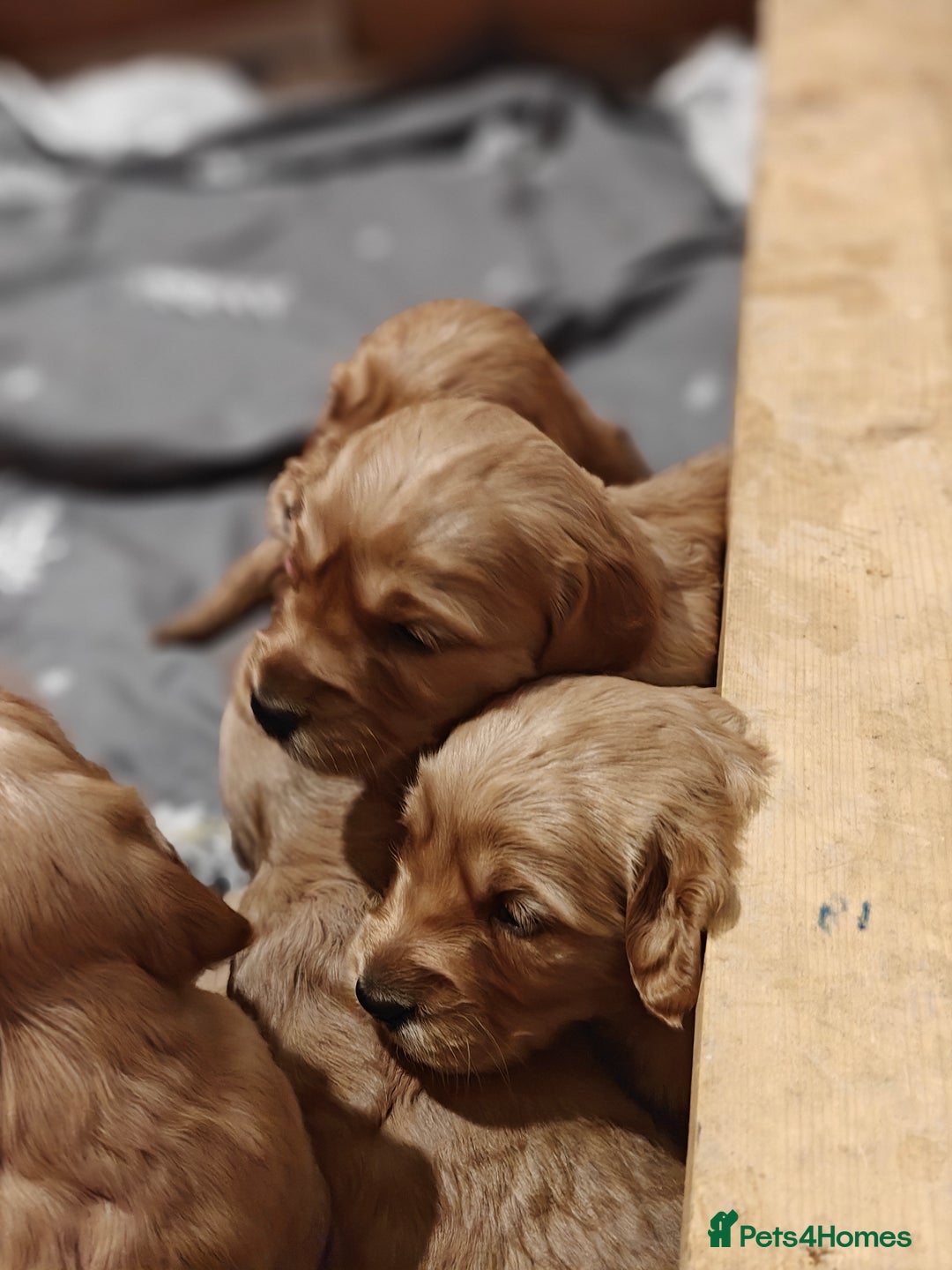 Mini Goldendoodle dogs for sale: Superb home-bred F1 Mini Goldendoodle GIRL - Advert 12