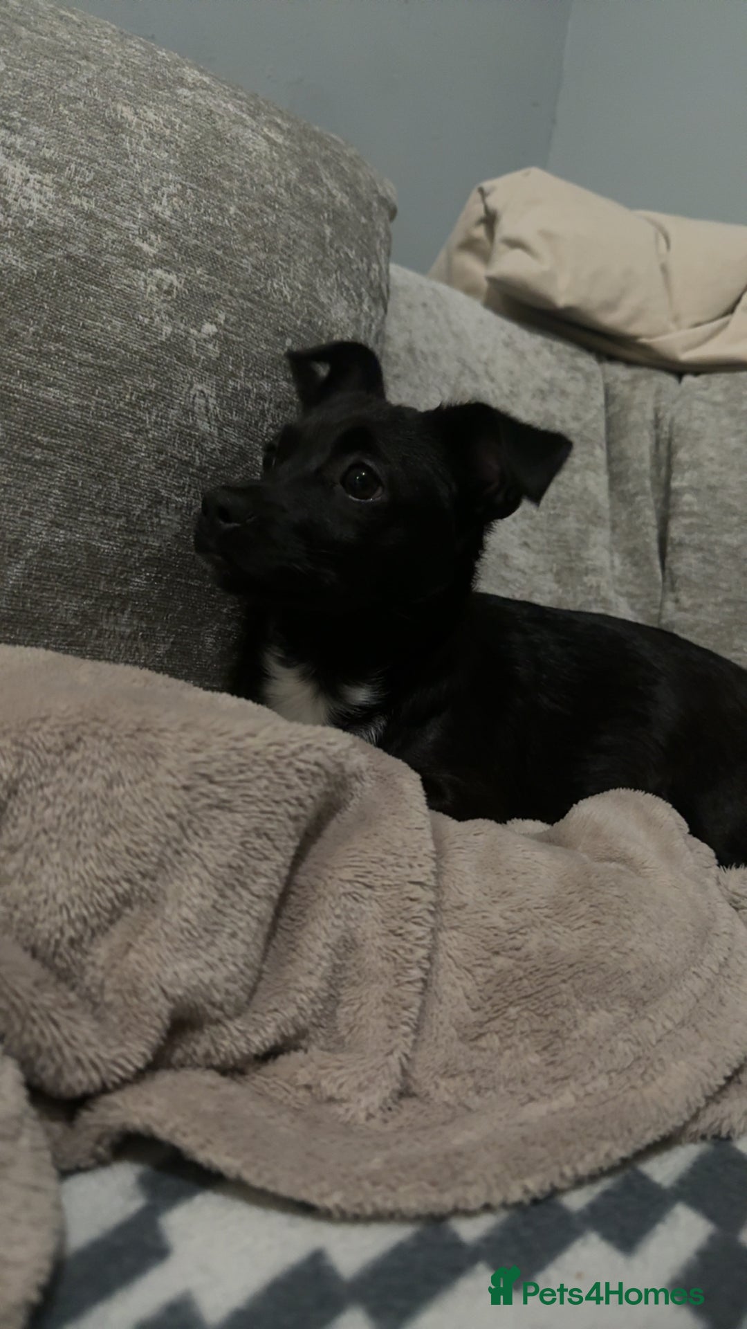 Mixed Breed dogs for sale: Xena- Scottishterrier x jackahuahua - Advert 12