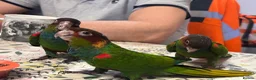 Parakeets birds for sale: Semi tame male blue throated conures - Advert 2