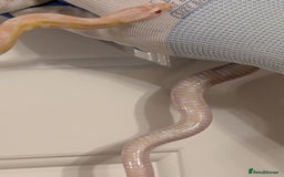 Corn Snake reptiles for sale: Mix of beautiful colourful corn snakes for sale - Image 8