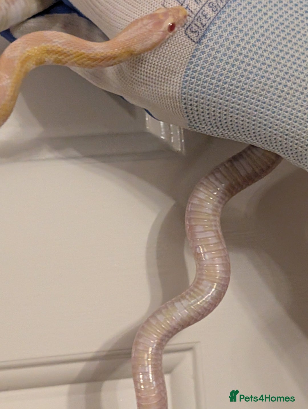 Corn Snake reptiles for sale: Mix of beautiful colourful corn snakes for sale - Image 8