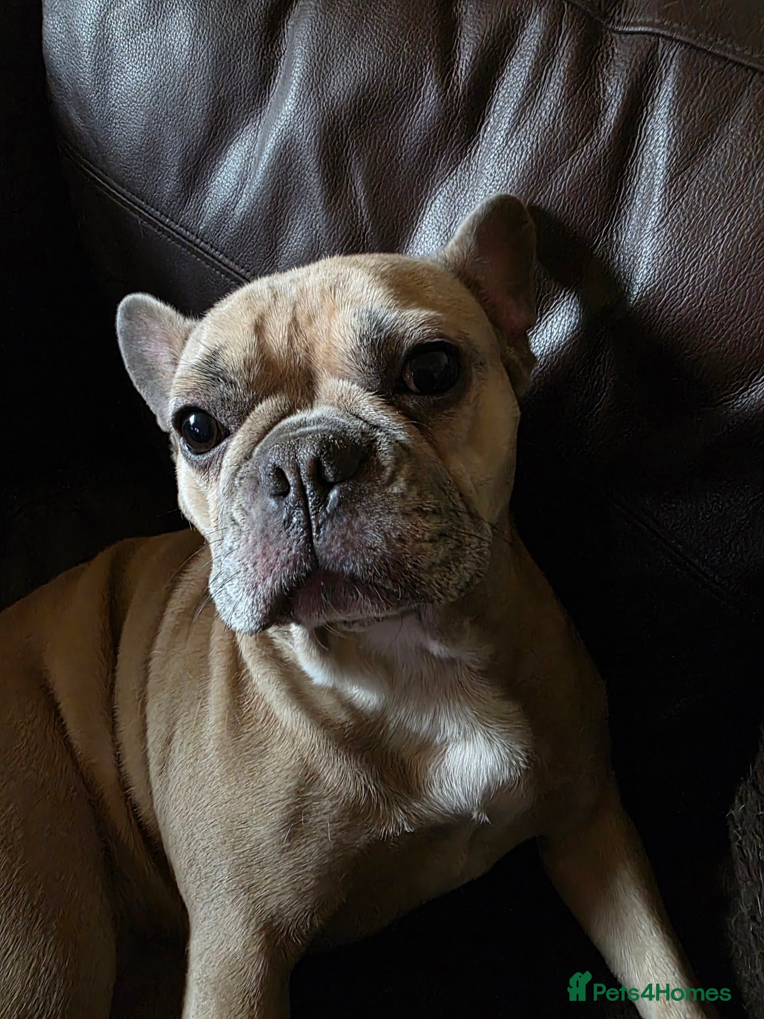 French Bulldog dogs French Bulldog - Advert 1