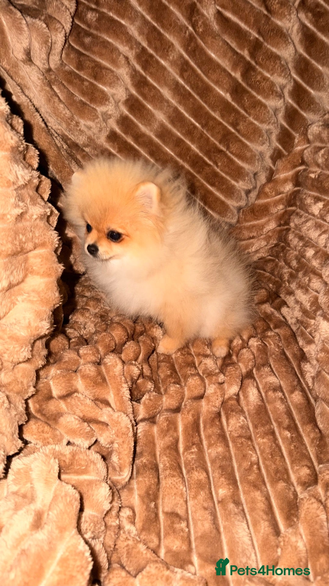 Pomeranian dogs KC REG XS POMERANIAN PUPPIES AVAILABLE 💙💙💖 - Advert 18