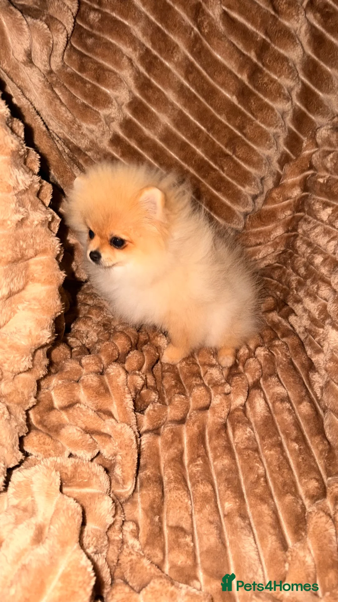 Pomeranian dogs for sale: KC REG  **  POMERANIAN PUPPIES AVAILABLE 💙💙💖 in Stockton-on-Tees - Advert 1