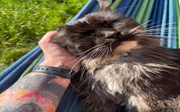 Maine Coon cats for sale: Super friendly fluffy Maine coon X Bengal kittens - Image 12