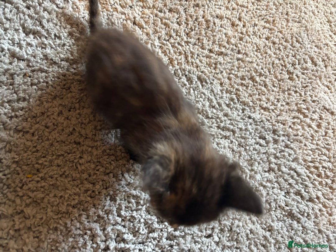 Mixed Breed cats for sale: Tortoiseshell/Mixed Kittens  - Image 2